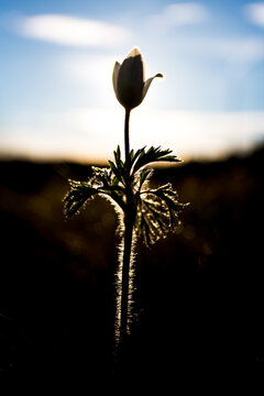 Silhouette of the mountain plant alpine pasqueflower in the backlight