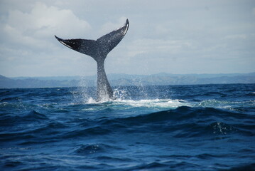 Whale diving into the water with only tail seen above the sea