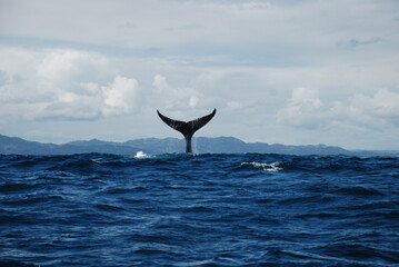 Whale tail seen over ocean waters on a beautiful sunny day