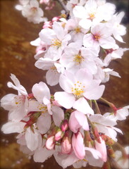Vertical close up of beutiful pink flowers blooming
