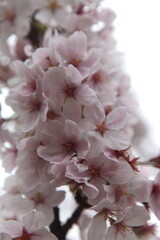 Close up of sakura flowers in bloom