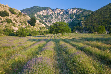 France, Gordes, Senaque Abbey, lavender field