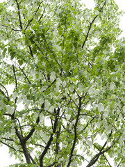 Fototapeta na wymiar (Davidia involucrata) Dove-tree or Handkerchief tree with pure white inflorescence and red-purple capitule in spring 