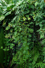 Obraz premium ジャングルのような温室