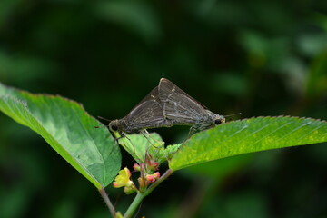 Indian skipper, is a butterfly of the family Hesperiidae.