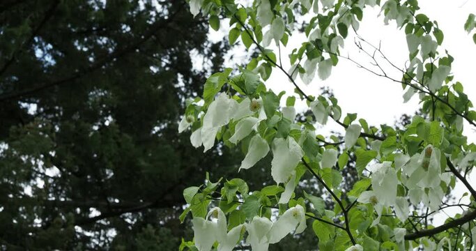 (Davidia involucrata) Dove-tree or Handkerchief tree in spring flowering quivering in the wind
