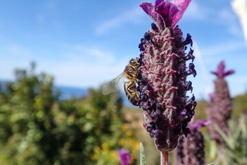 Honey bee on French Lavender (Lavandula stoechas), Honey Bee pollinating Spanish Lavender,...