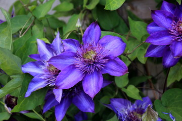 Double blue clematis flower blooming in the Spring