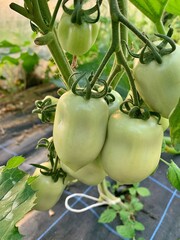 oblong green tomatoes, ripening tomatoes on a branch, plants in the garden, spring vegetables