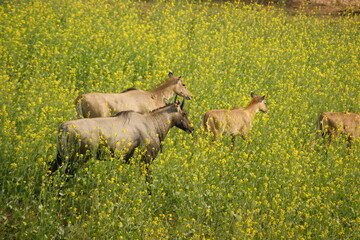 Generational Gathering: A Bluebull Herd in Perfect Harmony