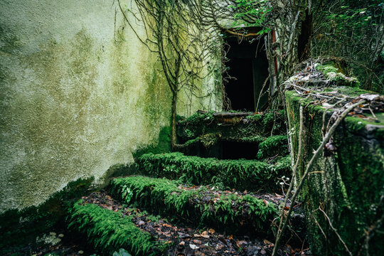 Moss-Covered Steps Leading to Abandoned Building.