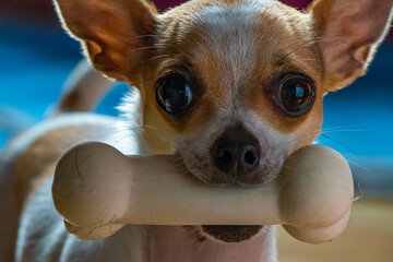 Kleiner Chihuahua Rüde mit einem weißen Gummiknochen im Maul