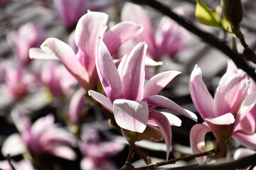 Fototapeta premium Magnolia pink flowers, blooming flowering tree in spring garden on background of house roof, warm sunny day, countryside.