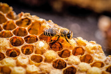 Live working bee on the honeycomb - obrazy, fototapety, plakaty