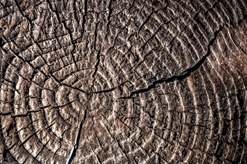 Old cracked wood circles texture