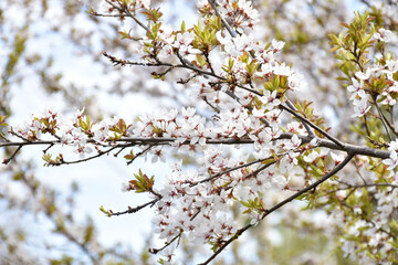 Plum blossoms, white fragrant flowers on background of light blue sky, blooming flowering tree in...