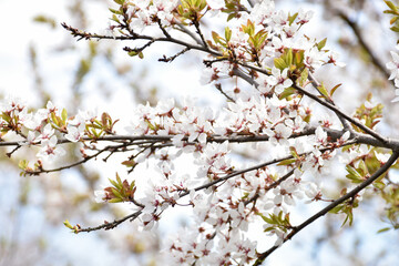Plum blossoms, white fragrant flowers on background of light blue sky, blooming flowering tree in...