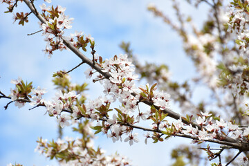 Plum blossoms, white fragrant flowers on background of light blue sky, blooming flowering tree in...