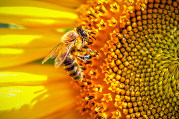 Portrait of working bee on sunflower