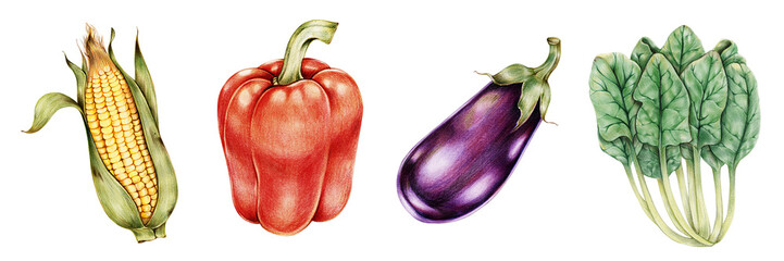 Organic vegetables vintage png hand-drawn collection