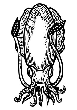 recommend clip art: Cuttlefish sea animal engraving PNG illustration. Scratch board style imitation. Black and white hand drawn image.