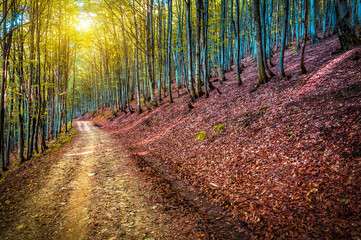 Road in beautiful beech forest in sunlight