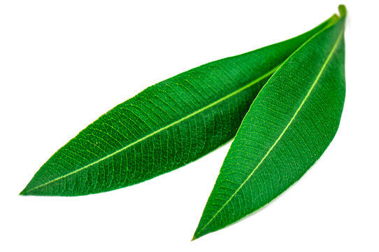 Two green perfect olive leaves isolated on white background