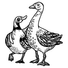 Fototapeta na wymiar Duck and goose friends engraving PNG illustration. Scratch board style imitation. Black and white hand drawn image.