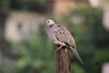 Preening Perfection: A Close-Up Look at a Spotted Dove's Feather Care