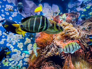  tropical fish on a coral reef
