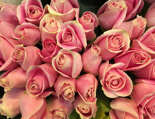 Bouquet of fresh salmon colored roses