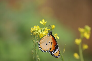 A Bihar Ballet of Butterflies and Dragonflies
