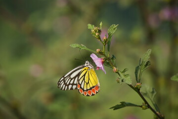 A Bihar Ballet of Butterflies and Dragonflies
