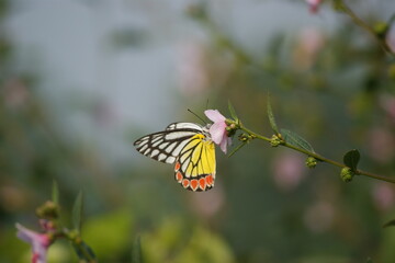 A Bihar Ballet of Butterflies and Dragonflies
