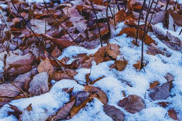 Leaves of japanese maple tree covered in snow.