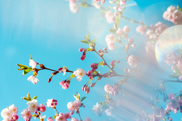 Beautiful and cute pink Kawazu Zakura (cherry blossom) against blue sky with sun rays, wallpaper background.