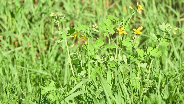 Chelidonium majus (Greater, Garden or Great celandine, Swallowwort, Nipplewort, Rock poppy, Swallow-wort, Tetterwort) is perennial herbaceous flowering plant in poppy family Papaveraceae.