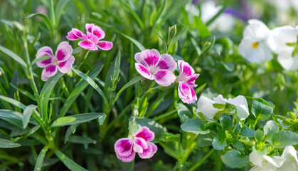 closeup up on beautiful pink flowers of carnation and white viola background blooming  in a garden - 788286828