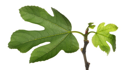 Young fig tree branch in sping, green leaves isolated on white, clipping	 - obrazy, fototapety, plakaty