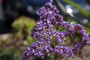 California statice flower sea lavender limonium perezii