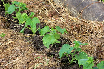 Young cucumber sprouts grow in the horticulture garden