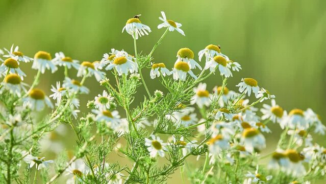 Matricaria chamomilla (recutita), chamomile (camomile), German or Hungarian kamilla, wild chamomile, blue chamomile, or scented mayweed, is an annual plant of composite family Asteraceae.