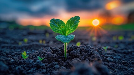Glowing Green Seedling Emerging from the Earth During a Vibrant Sunset