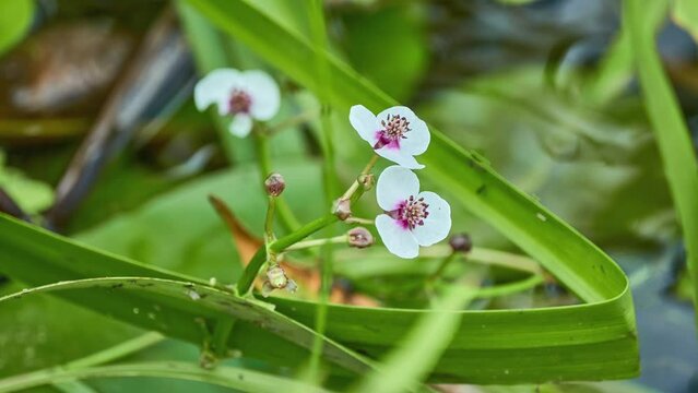 Sagittaria sagittifolia (arrowhead due to shape of its leaves) is flowering plant in family Alismataceae, native to wetlands most of Europe from Ireland and Portugal to Finland and to Siberia.