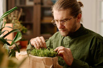 Young bearded man in sunglasses and shirt looking at grown wheat germs in small box on windowsill while taking care of green seedlings