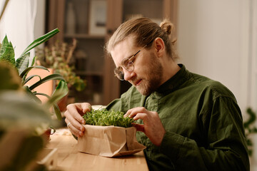Young man checking tiny leaves of wheat germs growing in special box on windowsill at home while...