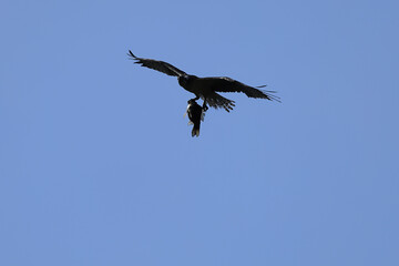 Hunting, silhouette of flying Osprey, grabbing a big fish in the blue sky