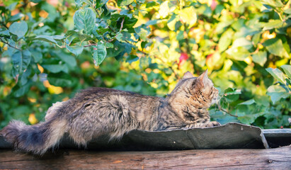 Cute cat lies on the roof of a barn in the autumn garden