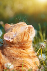 Portrait of a little kitten lying on the dandelion lawn. Cat enjoying spring. Vertical banner