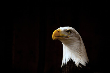 American Bald Eagle on dark background.